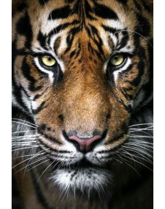 Алмазная мозаика Вождь тигров полная выкладка 100х68 см квадратные стразы Гранни