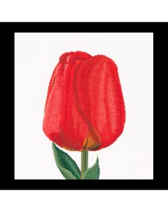 Набор для вышивания Красный тюльпан канва Aida 18 ct арт 521A Thea gouverneur