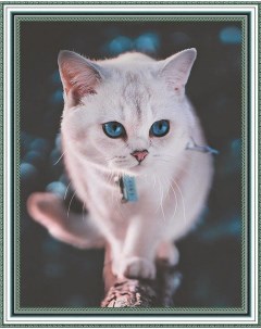 Алмазная мозаика Белый кот круглые стразы на подрамнике 40х50 см HWA4823 Paintboy