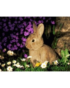 Картина по номерам Кролик холст на подрамнике 40х50 см GX44260 Paintboy