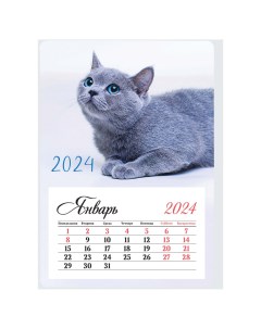 Календарь отрывной на магните 95 135мм склейка Mono Котик 2024г Officespace