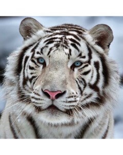 Картина на подрамнике Белый тигр 40 40 см Симфония