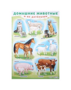 Плакат Домашние животные и их детёныши А2 Лис