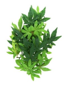 Искусственное растение для террариума Абутилон среднее пластик Exo terra