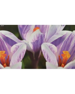 Коврик на стол Selection 35x59см СROCUS цветок ламиниров картон Attache