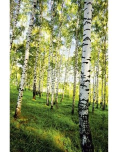 Фотообои Березовый лес 2 0х1 4 м К 117 Симфония