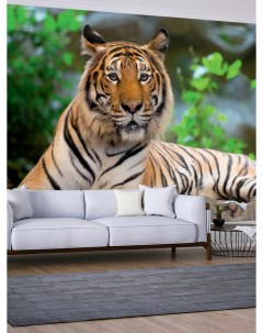 Фотообои флизелиновые WM 72NW Бенгальский тигр 254х184 см Postermarket