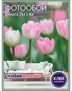 Фотообои бумажные WM 80 Тюльпаны 254х184 см Postermarket