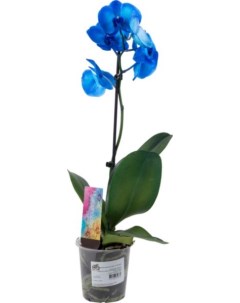 Орхидея фаленопсис Best guality Роял блу 65 см Best quality