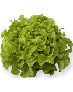 Салат дуболистный зеленый в горшочке 170 г Nobrand