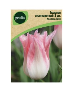 Тюльпан лилиецветный Холланд Шик 3 шт Geolia