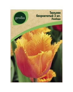 Тюльпан бахромчатый Ламбада 3 шт Geolia
