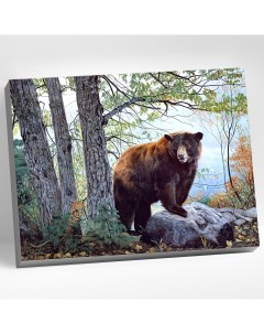 Картина по номерам Бурый медведь в лесу HR0518 Molly