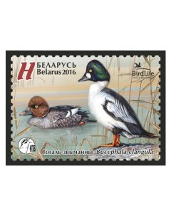 Почтовые марки Беларусь Птица года Гоголь обыкновенный Птицы Почтовые марки мира
