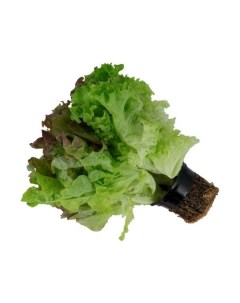 Салат латук Трио в горшочке 150 г Рост
