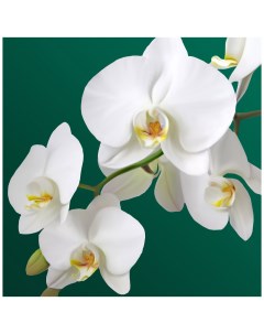 Салфетки бумажные 3 х слойные Орхидея 33x33 см 20 шт Bulgaree green