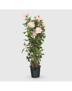Роза в кашпо кремово розовая искусственная 137 см Tianjin