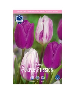 Тюльпан Purple passion 15 шт Lefeber