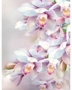 Фотообои бумажные Нежная орхидея 196 260см Восторг