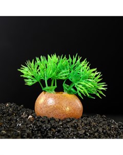 Растение искусственное аквариумное на камне 5 x 4 x 7 см Пижон аква