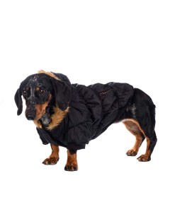 Куртка с меховым капюшоном для собак XS черный унисекс Rurri