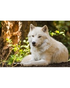 Алмазная мозаика Белый волк Рыжий кот