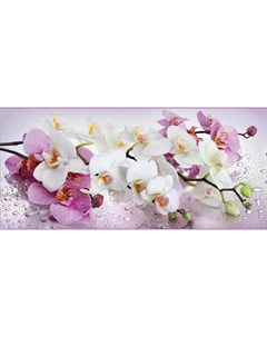 Фотообои бумажные Орхидея 294 134 Восторг