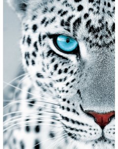 Картина по номерам Взгляд леопарда на холсте на подрамнике 30х40 премиум набор Цветной