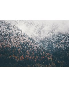 Фотообои Decor Z 123 Осенний туманный лес 400х270 Divino