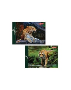 Альбом для рисования А4 40 л на завязках обложка картон 200х285 мм Дикие кошки 2 вида 105615 10 шт Brauberg