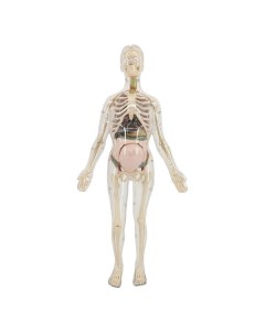 Игровой набор Edu Toys MK064 органы скелет 56см беременная жен MK064 органы скелет 56см беременная ж Edu-toys