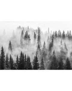 Фотообои Decor Z 119 Лес в тумане ч б 400х270 Divino