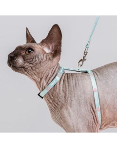 Шлейка с поводком нейлоновые для кошек 0 8х32 см длина поводка 120 см голубой Petmax