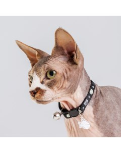 Ошейник нейлоновый со светоотражающим адресником для кошек 1х30 см черный Petmax