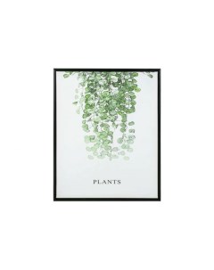 Картина Plants 40х50см Ogogo