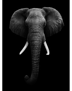 Фотообои Decor Слон черно белый 200х270 Divino