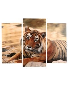 Модульная картина Тигр у воды 2 25х50 30х60 см 60х80 см Nobrand