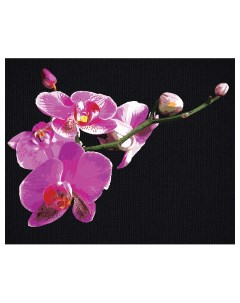 Картина по номерам на черном холсте Цветы орхидеи 40 50 см c акриловыми красками и кист Три совы