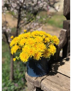 Цветы ручной работы Букет Одуванчиков желтых Real flower