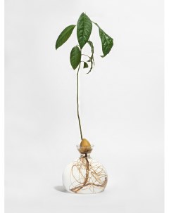 Ваза для проращивания косточки авокадо Sellwildwoman