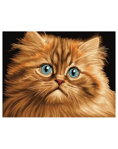 Картина по номерам Пушистый котенок на картоне 30 х 40 см с акриловыми красками и кистями Три совы