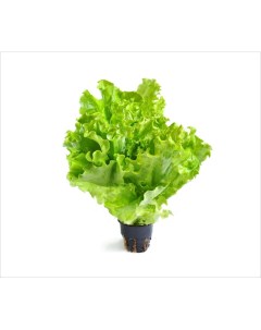 Салат зеленый листовой в горшочке 1 шт Зеленый стандарт