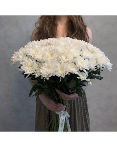 Монобукет из 19 белой кустовой хризантемы 70 см голландия с атласной лентой Eifloria