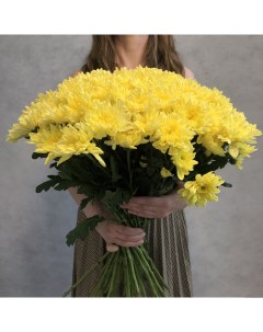 Монобукет из 27 желтой кустовой хризантемы 70 см голландия с атласной лентой Eifloria