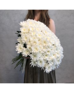 Монобукет из 31 белой кустовой хризантемы 70 см голландия с атласной лентой Eifloria