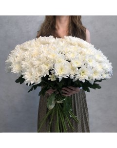 Монобукет из 27 белой кустовой хризантемы 70 см голландия с атласной лентой Eifloria