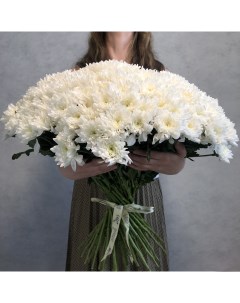 Монобукет из 55 белой кустовой хризантемы 70 см голландия с атласной лентой Eifloria