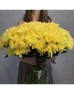 Монобукет из 45 желтой кустовой хризантемы 70 см голландия с атласной лентой Eifloria