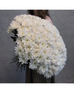 Монобукет из 35 белой кустовой хризантемы 70 см голландия с атласной лентой Eifloria