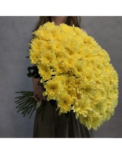 Монобукет из 35 желтой кустовой хризантемы 70 см голландия с атласной лентой Eifloria
